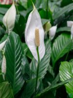 Spathiphyllum-Peace-Lily-3x4-Product-Peppyflora-01-b-Moz