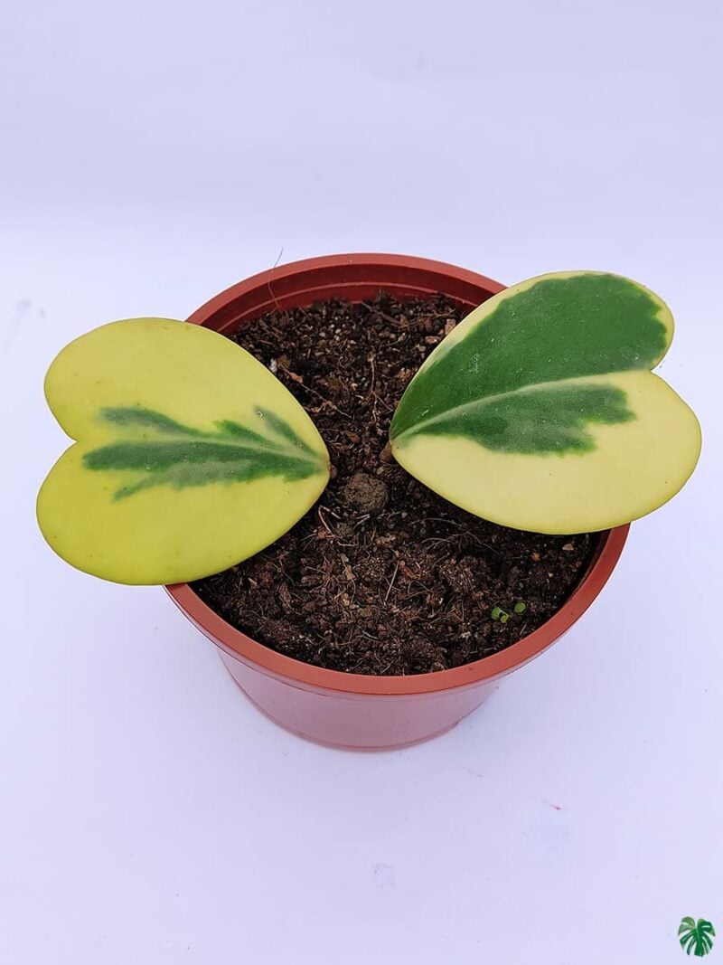 Sweetheart Hoya Variegated 2 Leaves 3X4 Product Peppyflora 01 A Moz