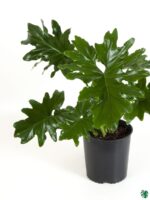 Thaumatophyllum-Selloum-3x4-Product-Peppyflora-01-b-Moz