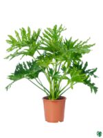 Thaumatophyllum-Selloum-3x4-Product-Peppyflora-01-c-Moz