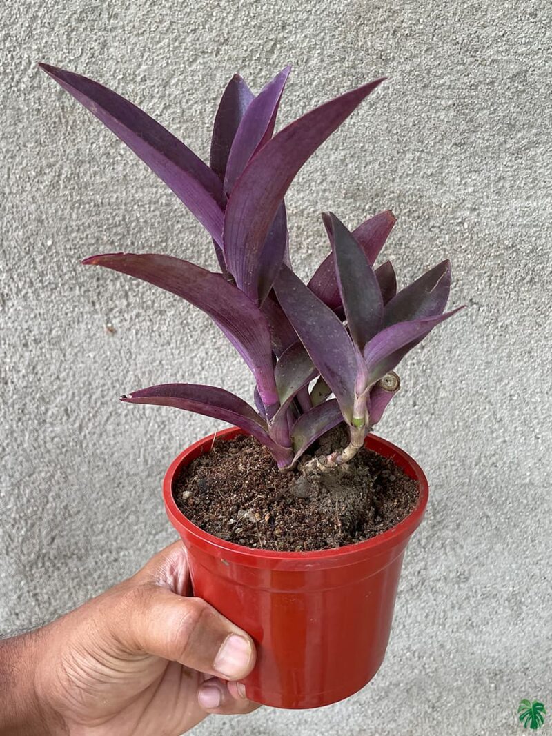 Tradescantia Pallida Queen Purple Heart Plant 3X4 Product Peppyflora 01 A Moz