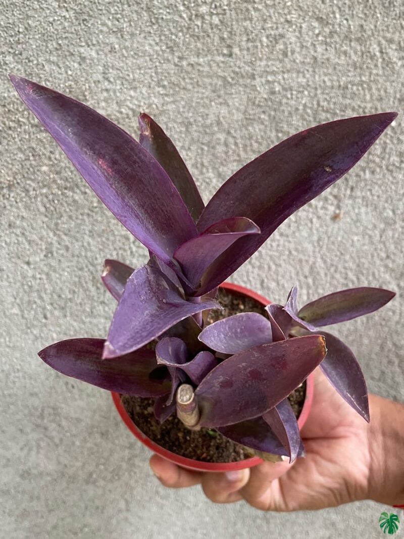 Tradescantia-Pallida-Queen-Purple-Heart-Plant-3x4-Product-Peppyflora-01-b-Moz