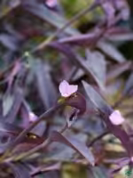 Tradescantia-Pallida-Queen-Purple-Heart-Plant-3x4-Product-Peppyflora-01-c-Moz