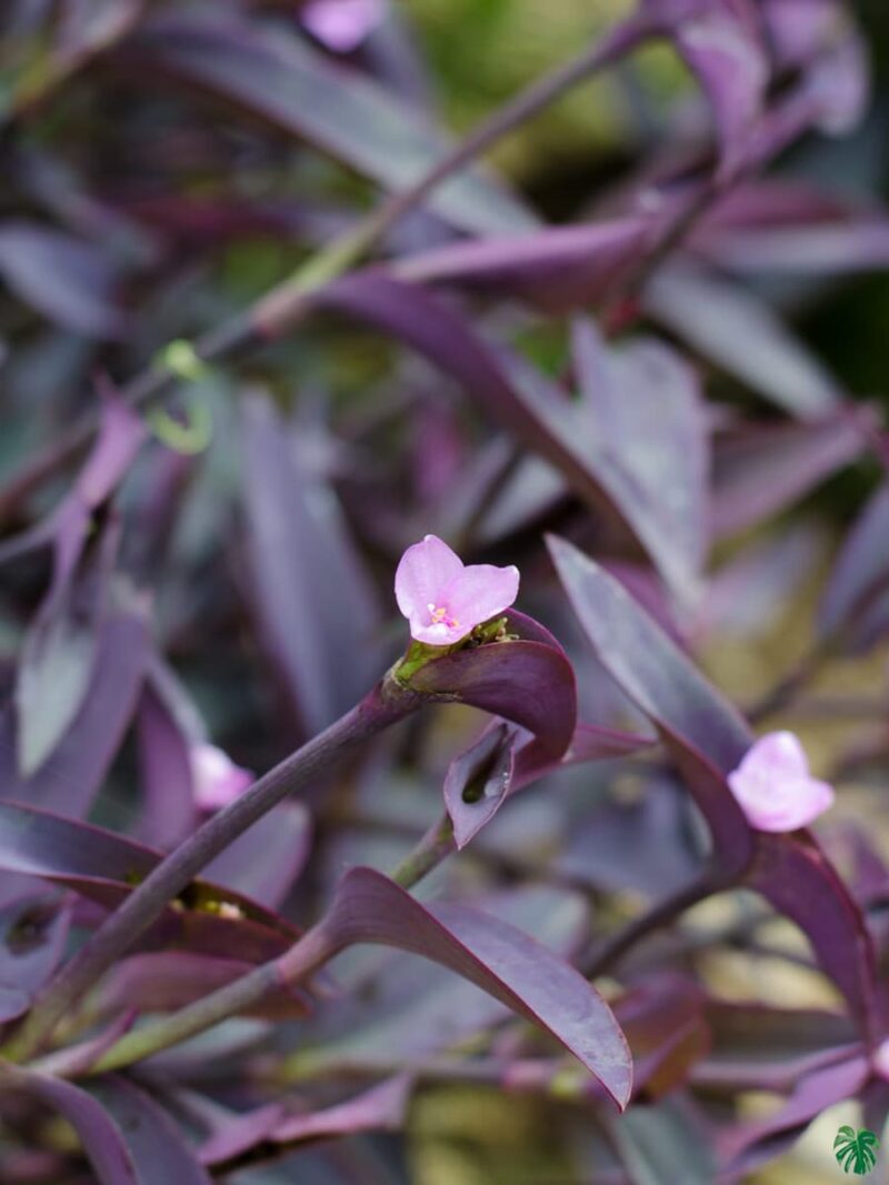 Tradescantia-Pallida-Queen-Purple-Heart-Plant-3x4-Product-Peppyflora-01-c-Moz