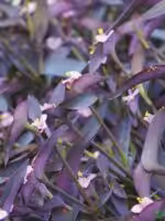 Tradescantia-Pallida-Queen-Purple-Heart-Plant-3x4-Product-Peppyflora-01-d-Moz