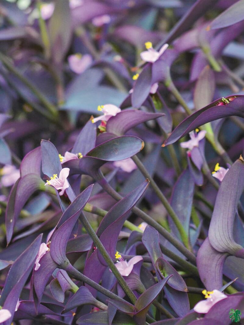 Tradescantia-Pallida-Queen-Purple-Heart-Plant-3x4-Product-Peppyflora-01-d-Moz