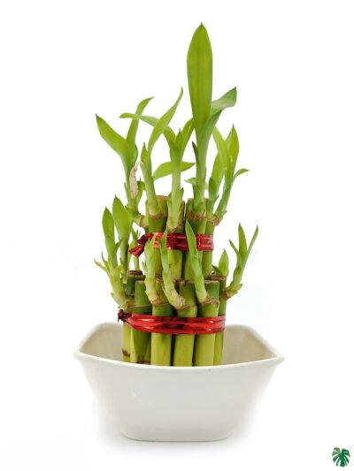2-Layer-Lucky-Bamboo-3x4-Product-Peppyflora-01-a-Moz