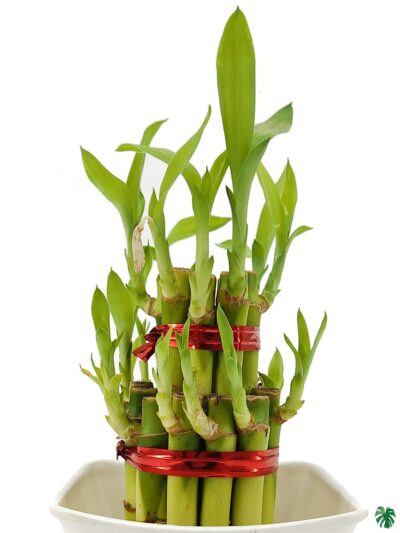 2-Layer-Lucky-Bamboo-3x4-Product-Peppyflora-01-b-Moz