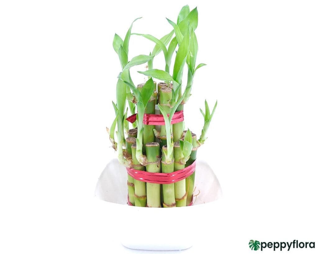 2 Layer Lucky Bamboo Product Peppyflora 02 Moz