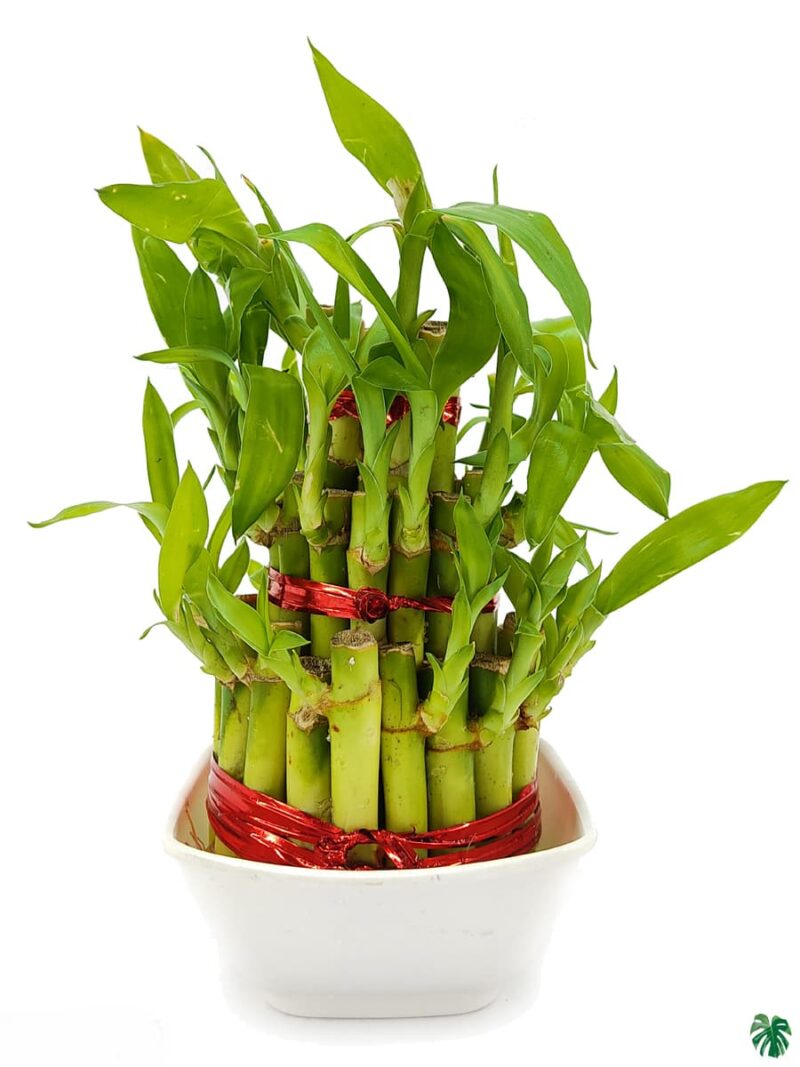 3 Layer Lucky Bamboo 3X4 Product Peppyflora 01 A Moz