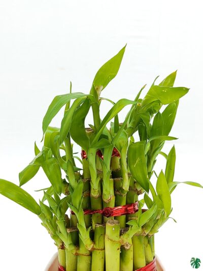 3-Layer-Lucky-Bamboo-3x4-Product-Peppyflora-01-b-Moz