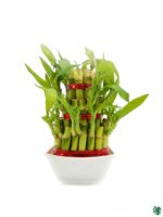 3-Layer-Lucky-Bamboo-3x4-Product-Peppyflora-01-c-Moz