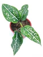 Aglaonema-Costatum-Chinese-Evergreen-3x4-Product-Peppyflora-01-a-Moz