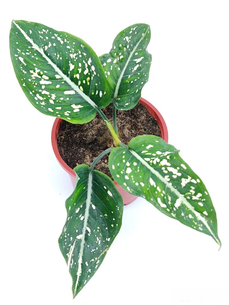 Aglaonema Costatum Chinese Evergreen 3X4 Product Peppyflora 01 A Moz