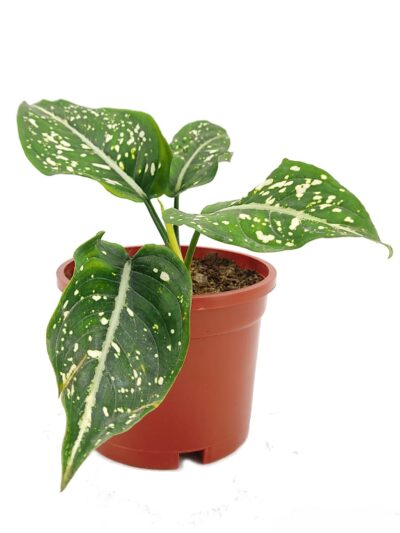 Aglaonema-Costatum-Chinese-Evergreen-3x4-Product-Peppyflora-01-b-Moz
