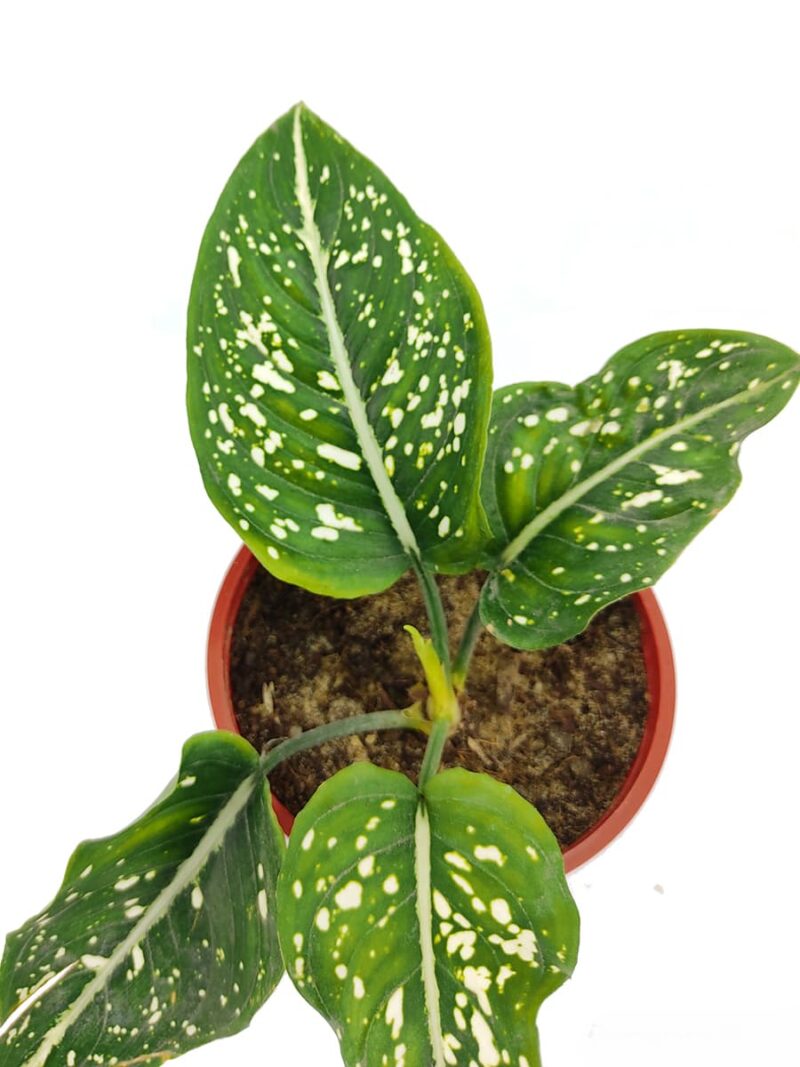 Aglaonema-Costatum-Chinese-Evergreen-3x4-Product-Peppyflora-01-c-Moz