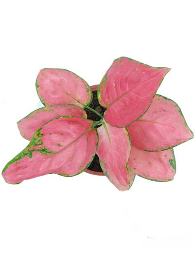 Aglaonema-Pink-Anjamani-3x4-Product-Peppyflora-01-b-Moz
