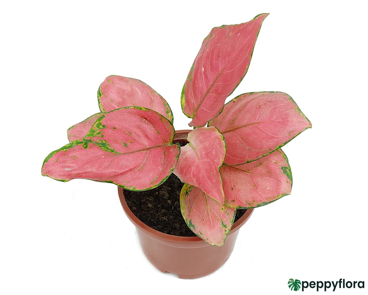 Buy Aglaonema Pink Anjamani  Online Peppyflora