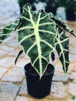Alocasia-Amazonica-Elephant's-Ear-African-Mask-3x4-Product-Peppyflora-01-d-Moz