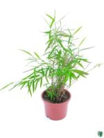 Bamboo-Grass-Poginatherum-Crinitum-3x4-Product-Peppyflora-01-a-Moz