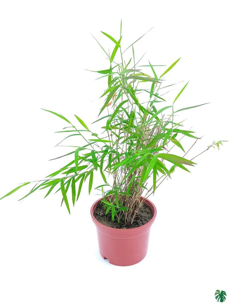 Bamboo Grass Poginatherum Crinitum 3X4 Product Peppyflora 01 A Moz