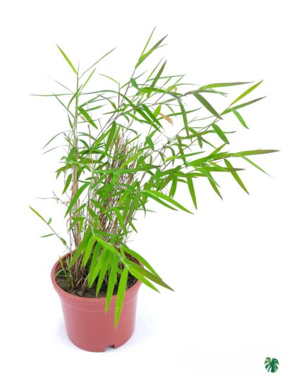 Bamboo-Grass-Poginatherum-Crinitum-3x4-Product-Peppyflora-01-b-Moz