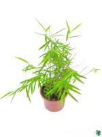 Bamboo-Grass-Poginatherum-Crinitum-3x4-Product-Peppyflora-01-c-Moz