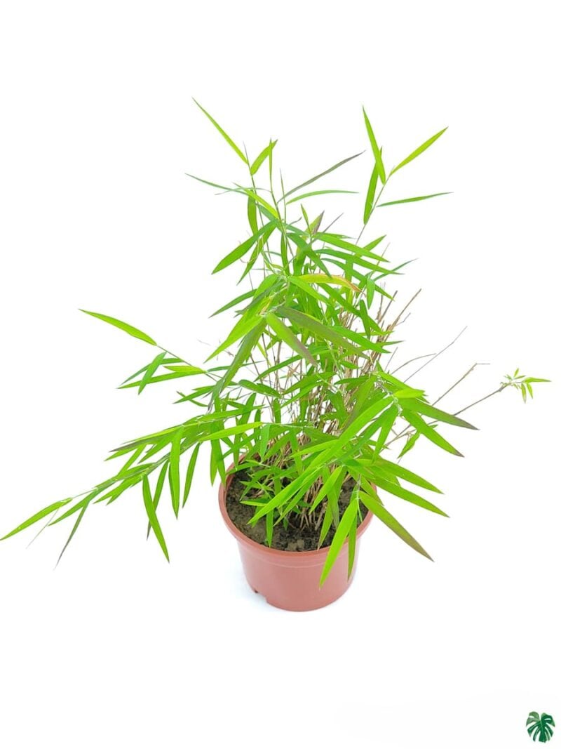 Bamboo-Grass-Poginatherum-Crinitum-3x4-Product-Peppyflora-01-c-Moz