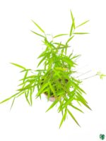 Bamboo-Grass-Poginatherum-Crinitum-3x4-Product-Peppyflora-01-d-Moz