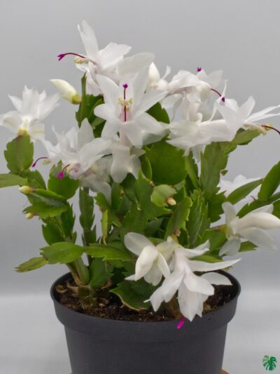 Christmas-Cactus-White-Schlumbergera-ZygoCactus-3x4-Product-Peppyflora-01-a-Moz
