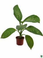 Dieffenbachia-Snow-3x4-Product-Peppyflora-01-c-Moz