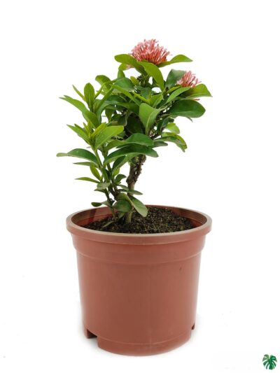 Buy Ixora Dwarf Pink Online | Peppyflora®