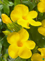 Mandevilla-Yellow-Rocktrumpet-Peppyflora-3x4-Product-01-a-Moz