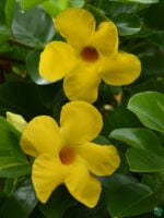 Mandevilla-Yellow-Rocktrumpet-Peppyflora-3x4-Product-01-c-Moz
