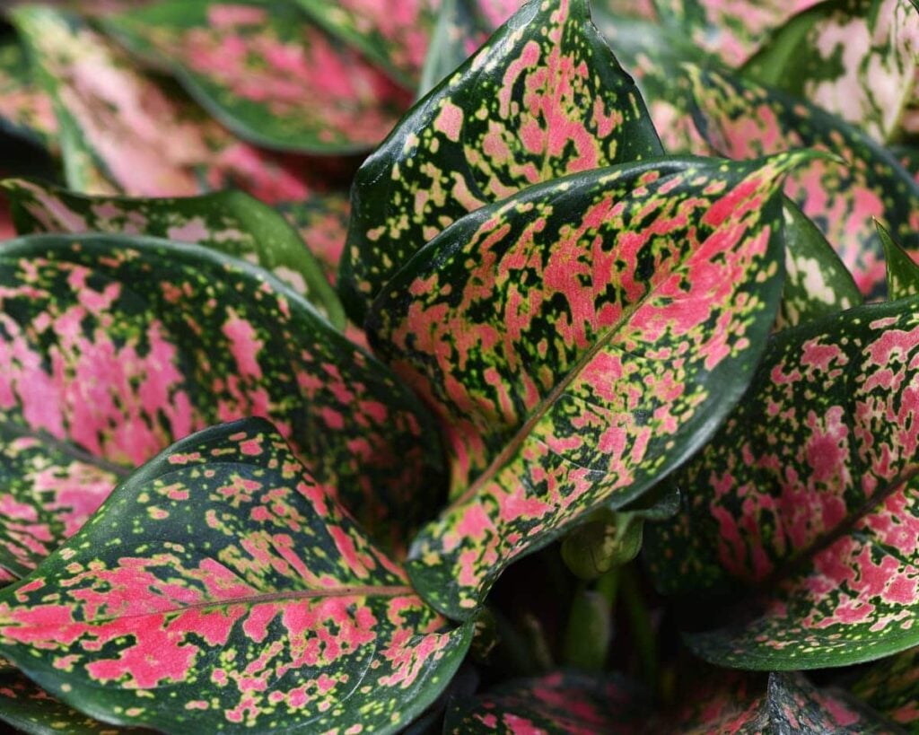 Peppyflora Aglaonema Care 01 Moz