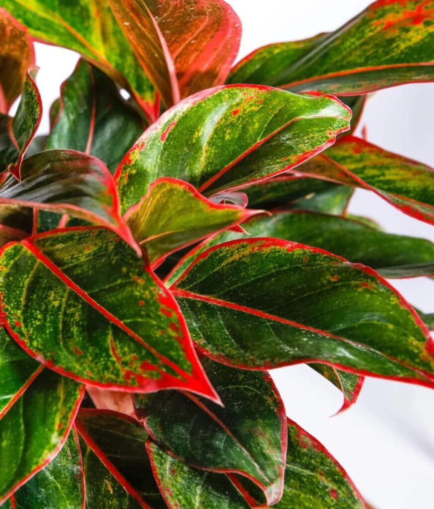 Peppyflora Aglaonema Care 02 B Moz