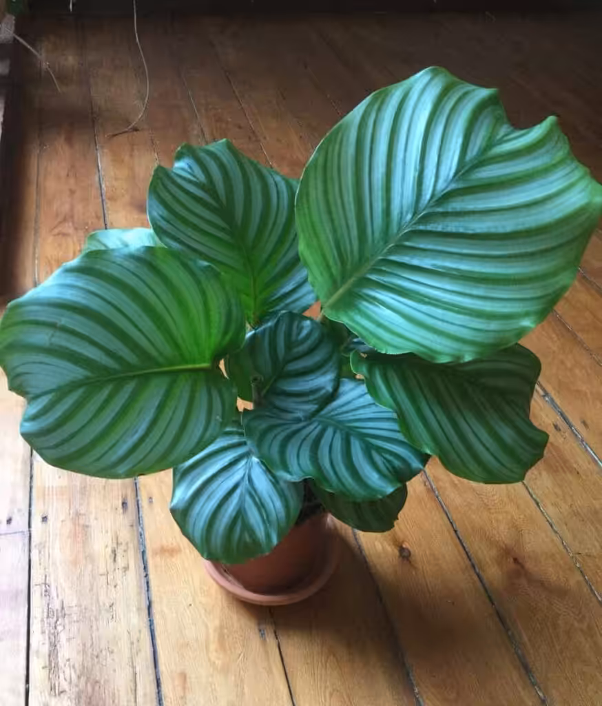 Peppyflora-Calathea-Care-02-b-moz