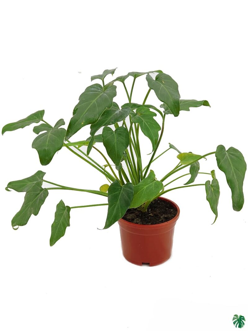 Philodendron Xanadu Green 3X4 Product Peppyflora 01 A Moz