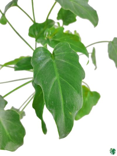Philodendron-Xanadu-Green-3x4-Product-Peppyflora-01-b-Moz