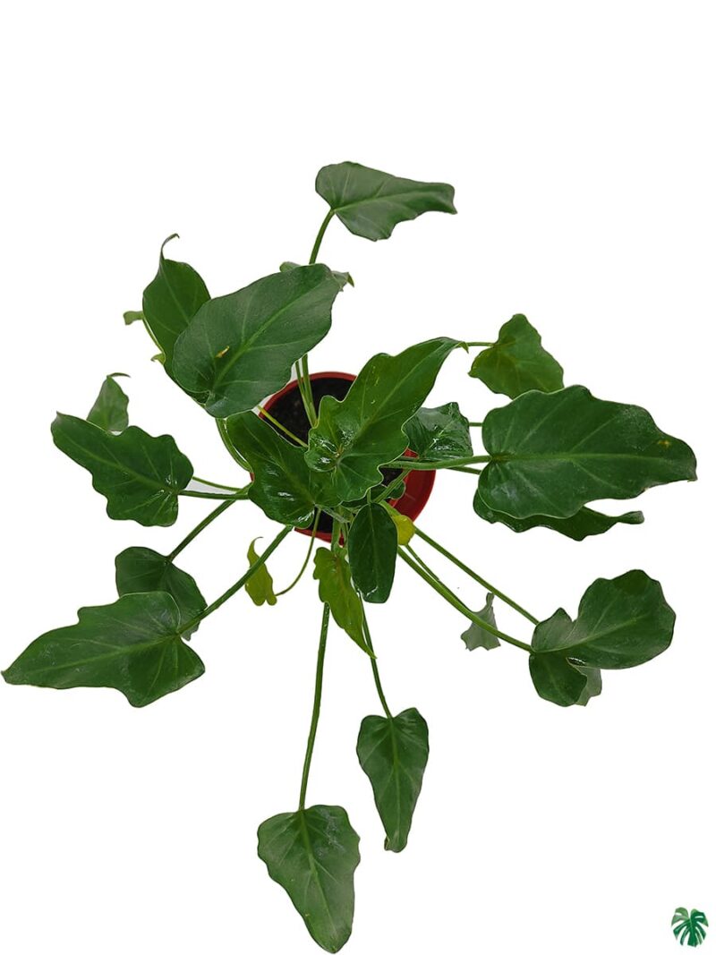 Philodendron-Xanadu-Green-3x4-Product-Peppyflora-01-c-Moz