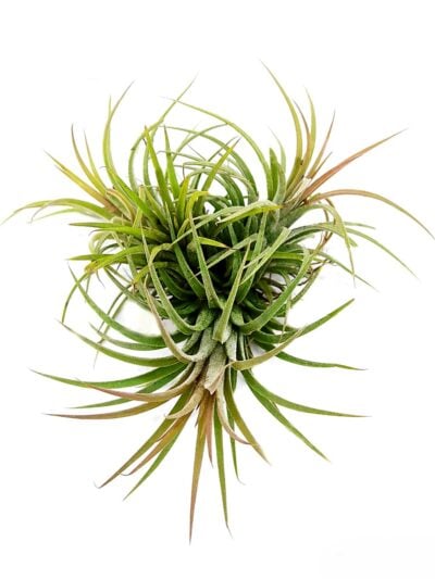 Tillandsia-Ionantha-Sky-Plant-3x4-Product-Peppyflora-01-a-Moz