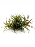 Tillandsia-Ionantha-Sky-Plant-3x4-Product-Peppyflora-01-b-Moz