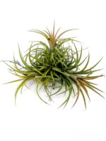 Tillandsia-Ionantha-Sky-Plant-3x4-Product-Peppyflora-01-c-Moz