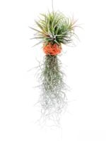 Tillandsia-Spanish-Moss-and-Ionantha-Combo-3x4-Product-Peppyflora-01-a-Moz