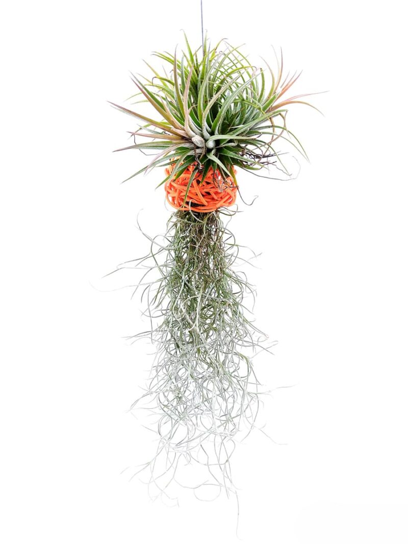Tillandsia Spanish Moss And Ionantha Combo 3X4 Product Peppyflora 01 A Moz