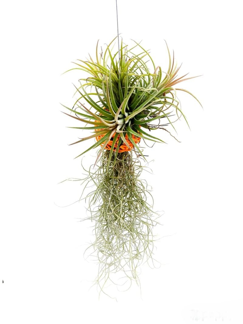 Tillandsia-Spanish-Moss-and-Ionantha-Combo-3x4-Product-Peppyflora-01-c-Moz