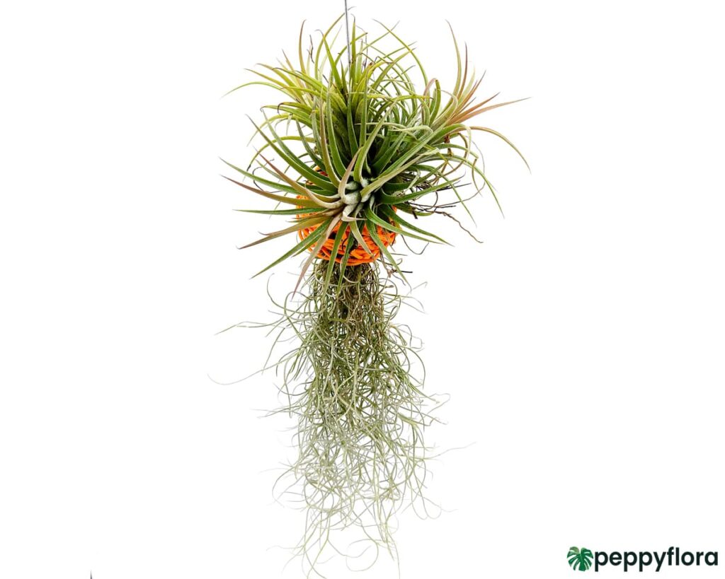 Tillandsia Spanish Moss and Ionantha Combo Product Peppyflora 02 Moz