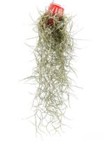 Tillandsia-Usneoides-Spanish-Moss-3x4-Product-Peppyflora-01-c-Moz