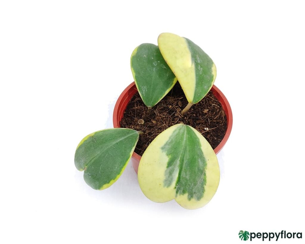 Variegated-Hoya-Kerri-4-Leaves-Product-Peppyflora-02-Moz