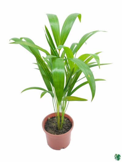 Areca-Palm-Dypsis-Lutescens-3x4-Product-Peppyflora-01-a-Moz